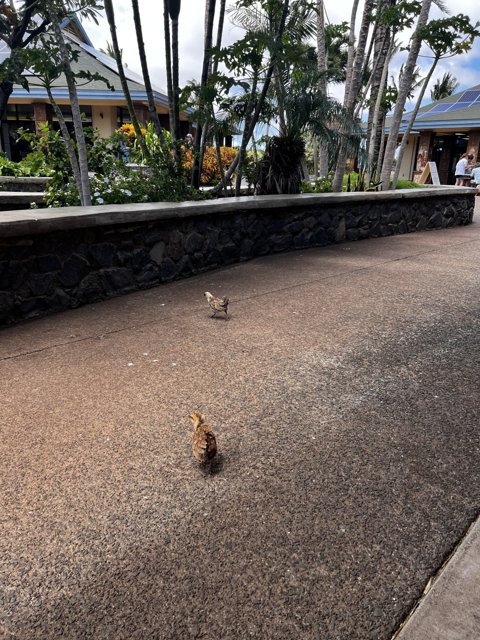 Urban Birds on a Sidewalk