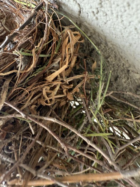 Nature's Artistry: A Bird's Nest Up Close