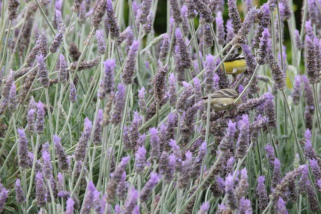 Goldfinch Foraging Among Purple Lavender Blooms