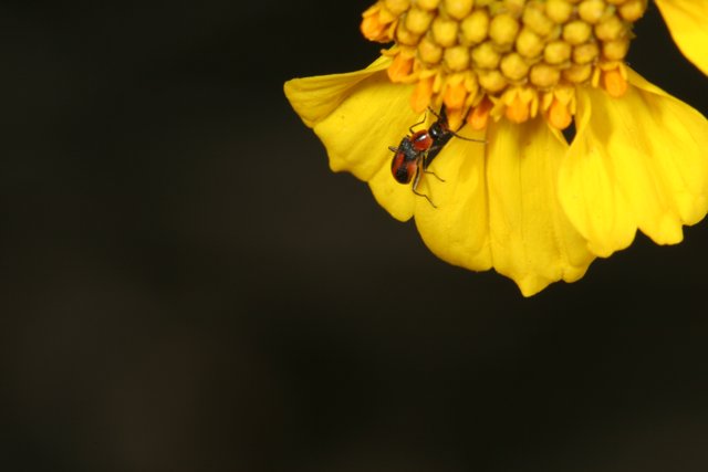 Buzzing Pollinator on a Blooming Yellow Daisy