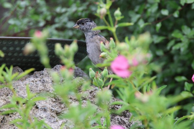 House Sparrow Perched Among Garden Flowers and Foliage