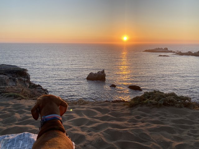 Serene Sunset with a Furry Friend