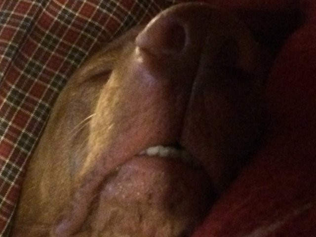 Snoozing Snout