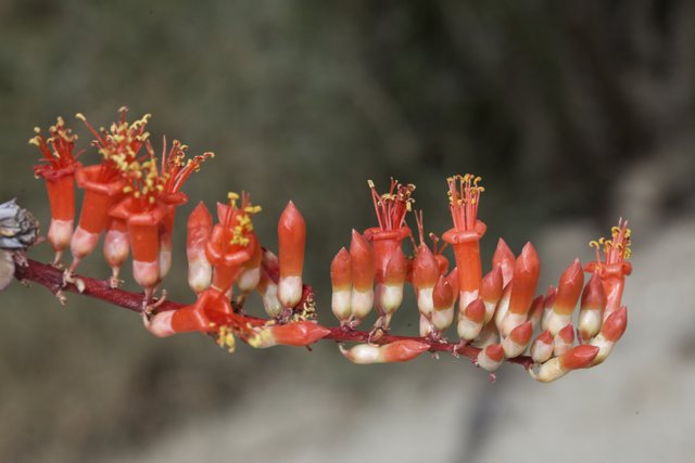 Red Geranium Blossom Close-Up