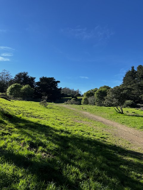 Serene Pathway in the Grassy Field