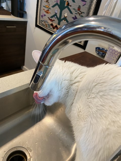 Thirsty Kitty in San Francisco