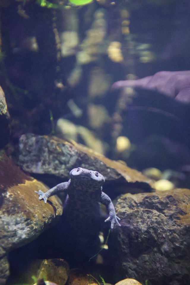 Spotted Salamander Climbing on Submerged Rocks