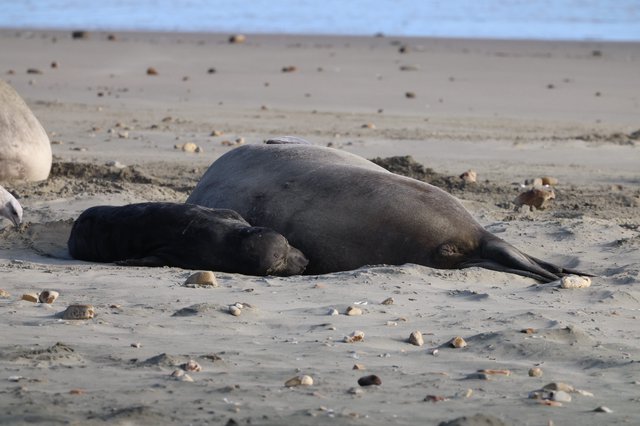 Mother Elephant Seal and Pup Resting on Beach