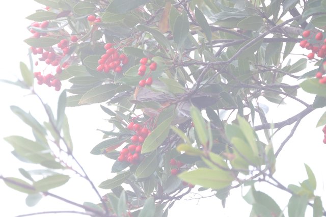 Bird Foraging Among Red Berries in Foggy Light