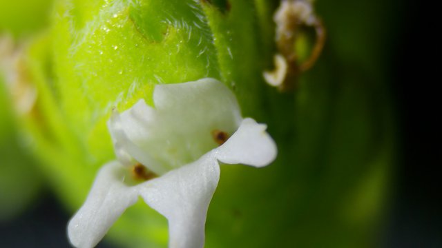Delicate White Flower Petals in Extreme Macro Detail