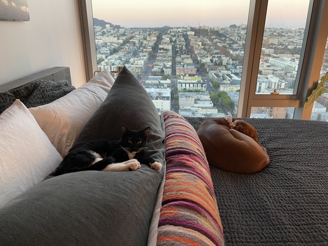 Cozy Pets in the City