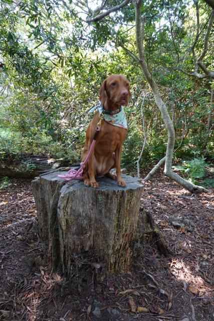 Vizsla on a Tree Stump
