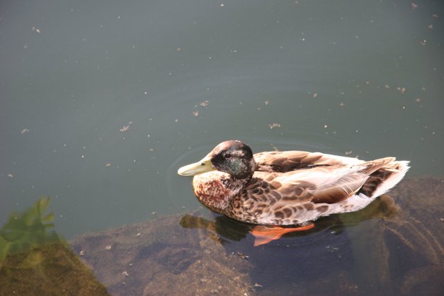 Mallard Duck Serenity