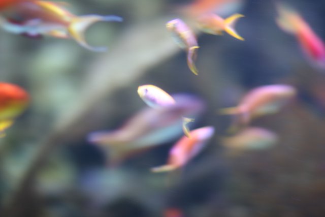Blurred Aquatic Wonders