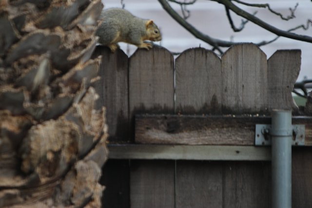 Inquisitive Squirrel Peering over the Fence