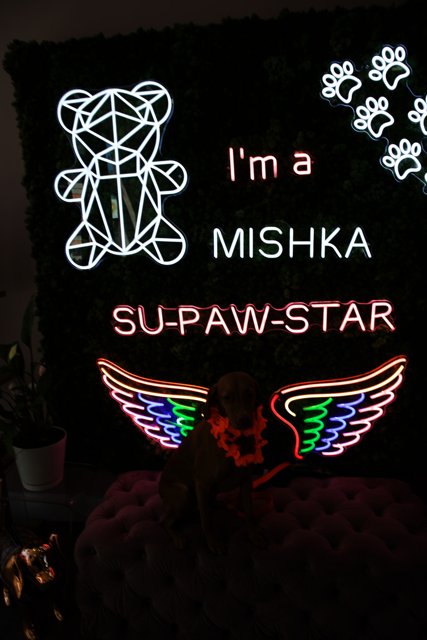 Misha, the Star Pooch of San Francisco