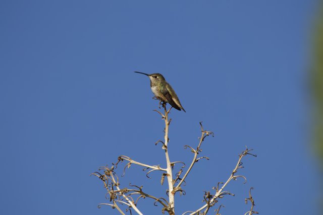 Midwinter Hummingbird Encounter