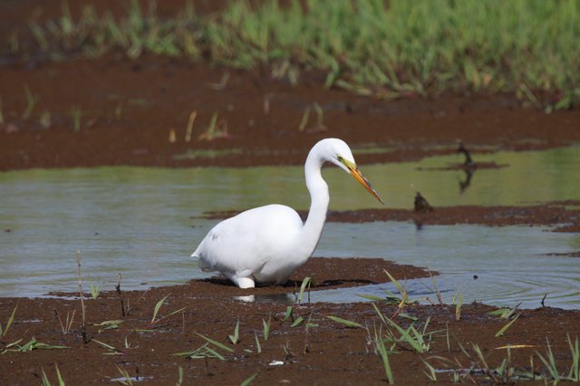 Great Egret Foraging in Shallow Wetland Waters