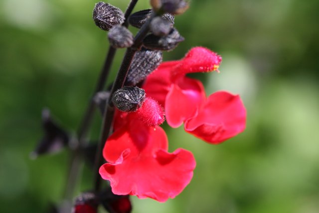 Red and Black Flower