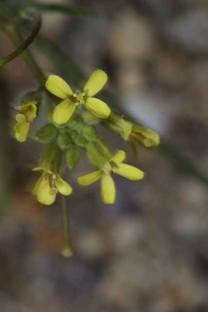 Geranium in Bloom