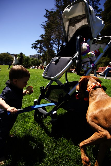 Sunshine Playdate: Boy and his Canine Friend