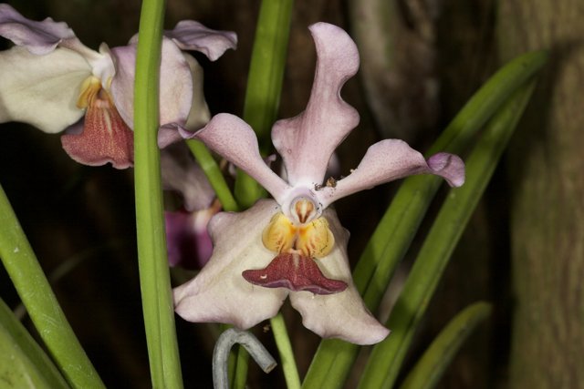 Twin Orchids in a Garden