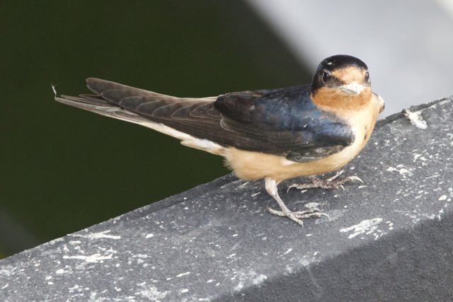 A Moment with a Swallow