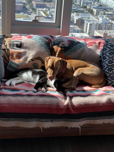Furry Friends on a Cozy Couch