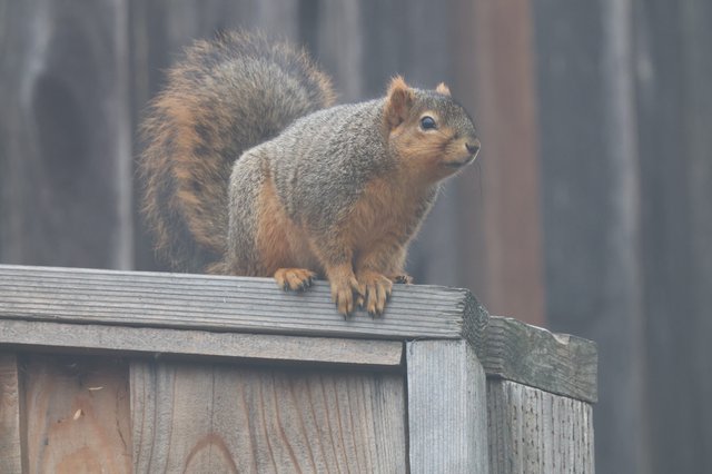 Alert Fox Squirrel Perched on Weathered Wooden Fence