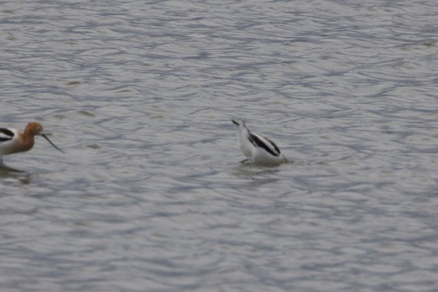 Dancing Avocets of San Pablo Bay