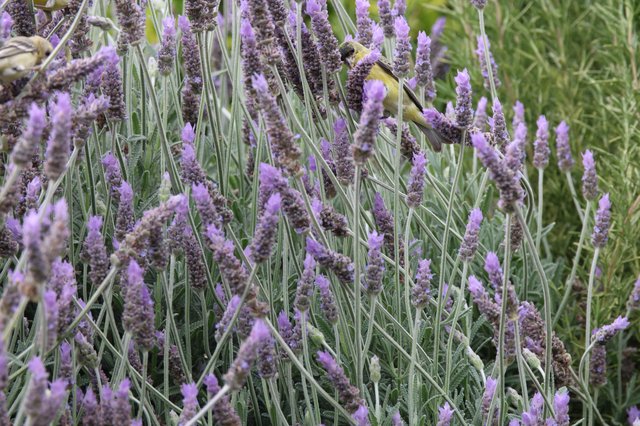 Yellow Wagtail Foraging Among Purple Lavender Blooms