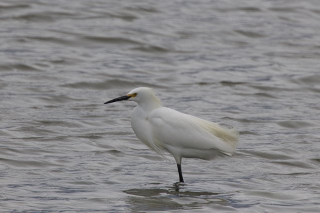 Majestic Waterside Sentinel