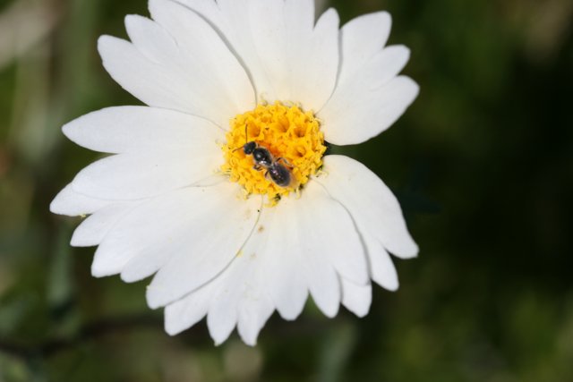 Bee Collecting Pollen from White Daisy Flower