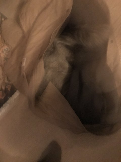 Catnap in a Bag