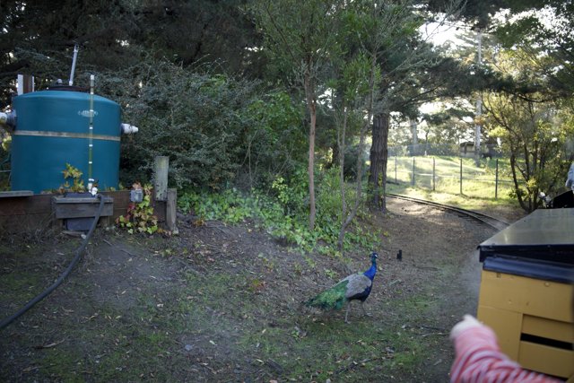 A Young Explorer's Encounter: Boy Meets Peacock at SF Zoo