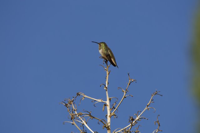 Dawn Serenade: Hummingbird on Branch