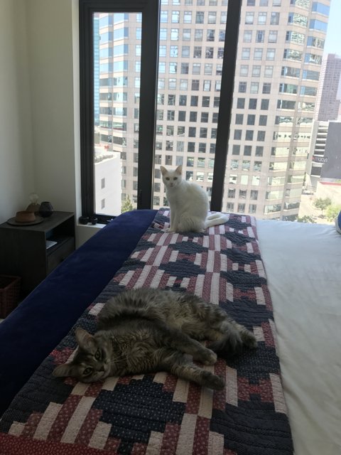 Feline Relaxation by the LA Window