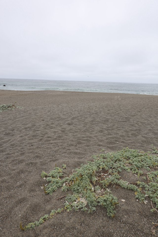 Overcast Solitude on a Dark Sand Beach