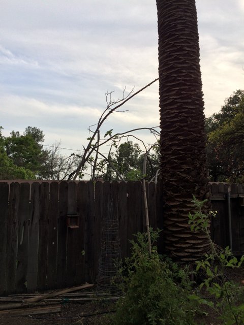 Majestic Palm Tree in an Altadena Backyard