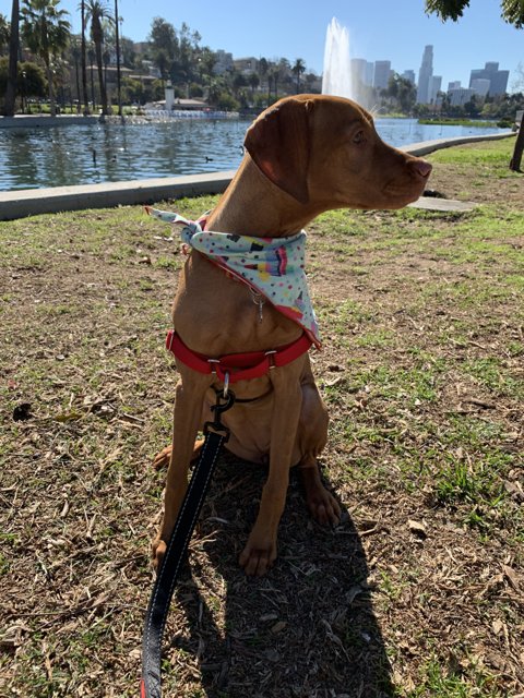 Red Bandana Pup in the Park
