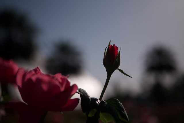 Radiant Rose in the Sun