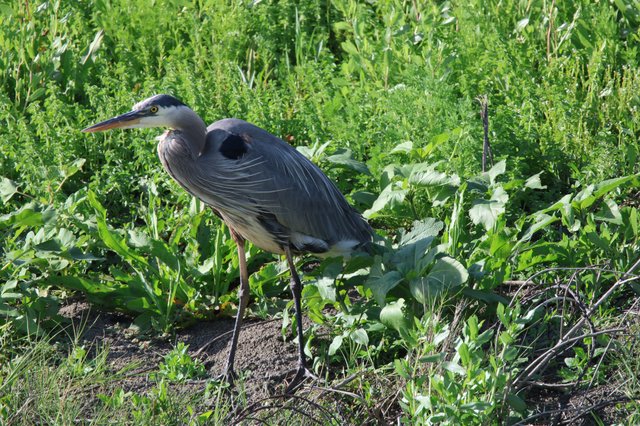 Great Blue Heron Foraging in Wetland Vegetation