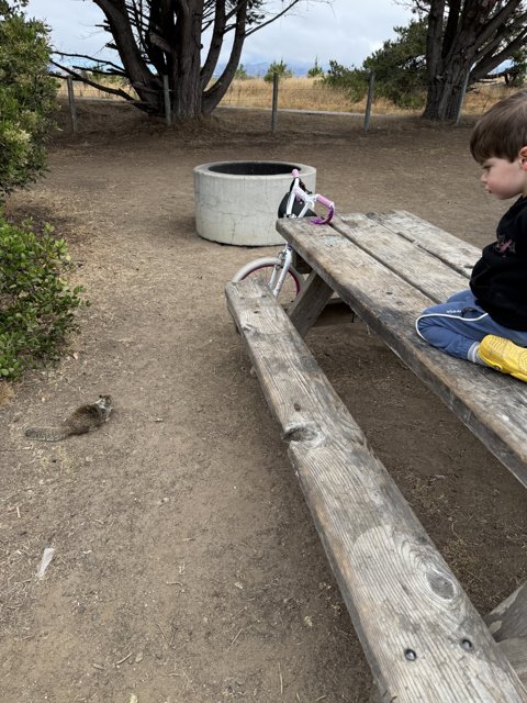 Curious Encounters in Cambria