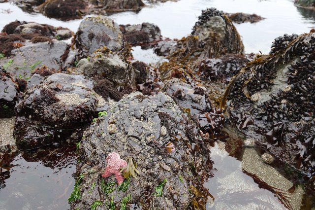 Pink Starfish Clinging to Rocky Intertidal Tide Pool