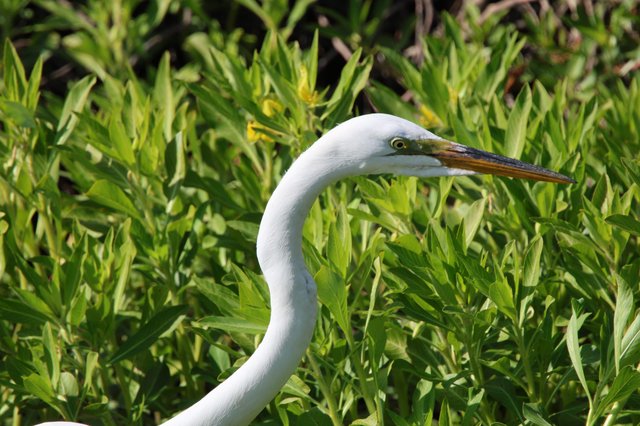 Great Egret Portrait in Vibrant Green Foliage