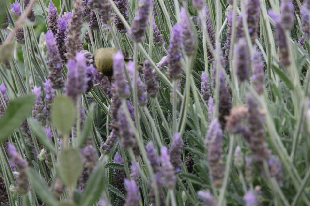 Lavender Field with Greenfinch in Soft Focus