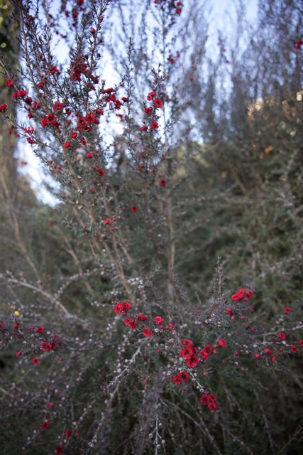 Winter Blossoms at Thistlewyck