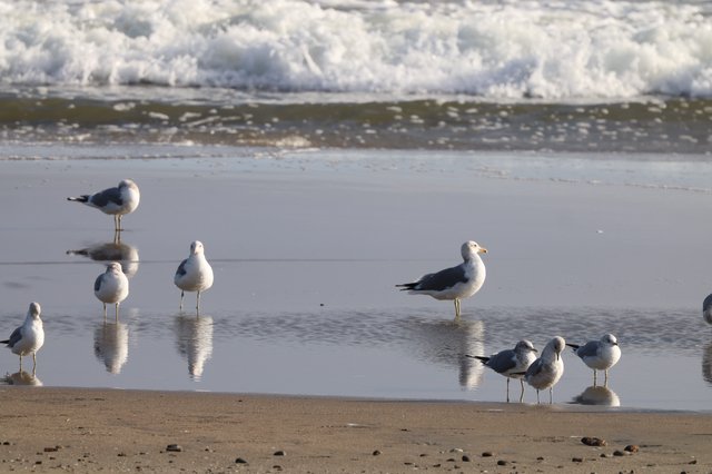 Seagulls Gathered at Water's Edge on Sandy Beach
