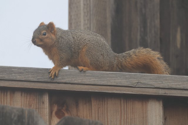 Alert Fox Squirrel Perched on Wooden Fence Rail