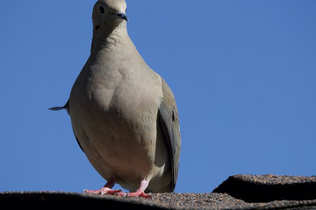Curious Mourning Dove in Intimate Close-Up Portrait
